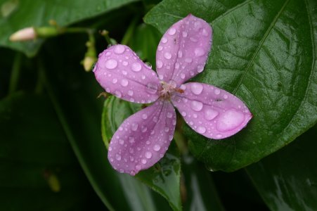 Purple flower