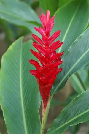 Red flower