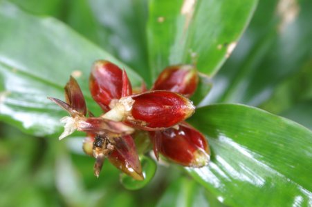 Tiny flower