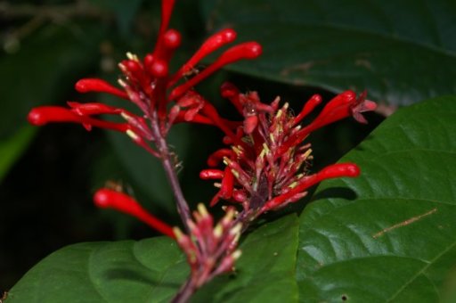 Red flowers