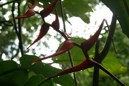 Red flower silhouette