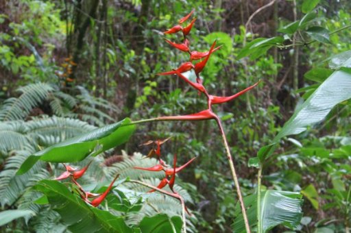 Red flowers
