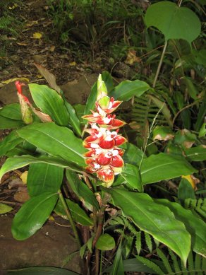 Red and white flowers