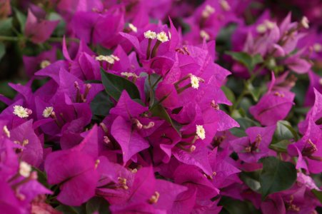 Many pink flowers