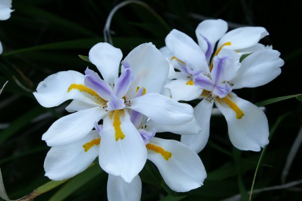 White flowers on the Big Island