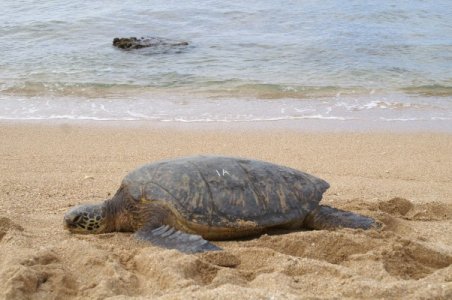Turtle 1A