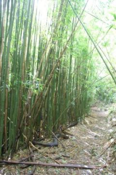 Bamboo