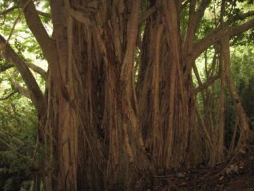 Banyan roots