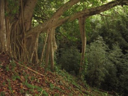 Banyan tree