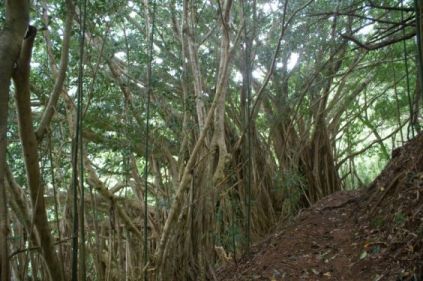 Banyan trees