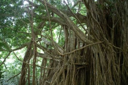 Banyan roots