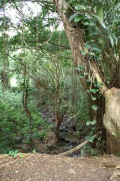 Along the trail