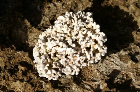 Coral