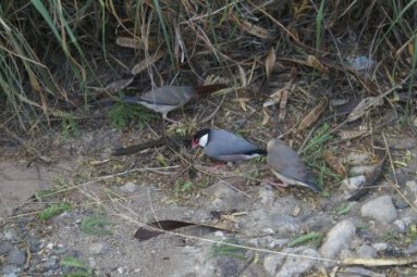 Java sparrows