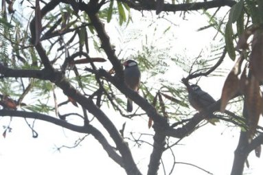 Java sparrows