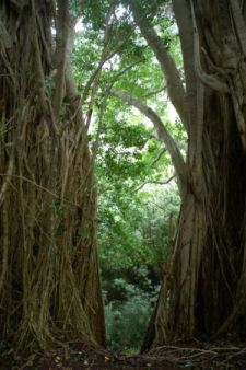 Door thru the trees
