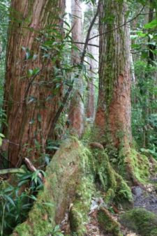 Tree with moss