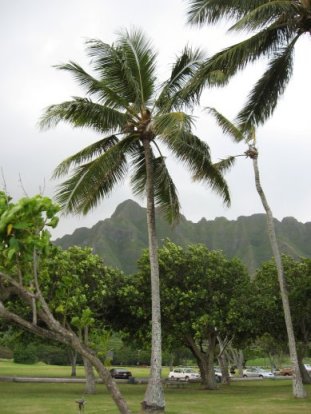 Mountains and palms
