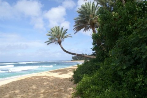 Beach with bent palm