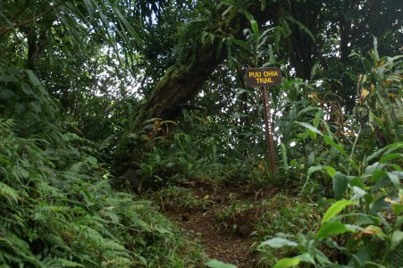 Pu'u Ohia trail