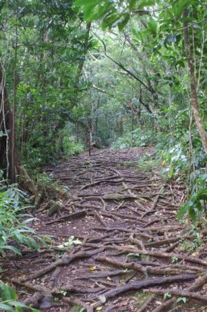 Trail of roots