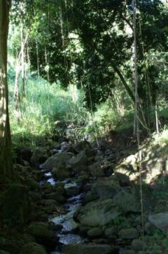 Stream
