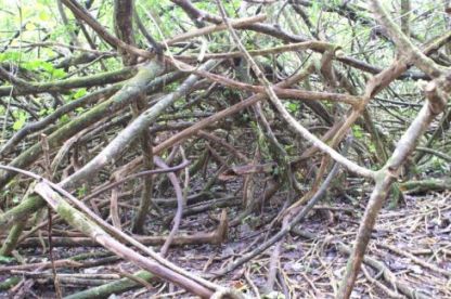 Root tangle