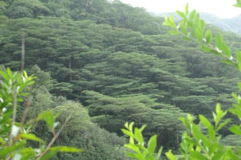 Trees in Manoa Valley