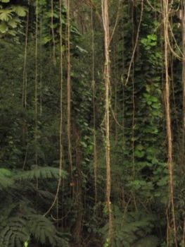 Vines