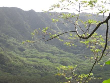 Manoa Valley