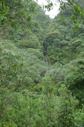 Manoa Valley waterfall