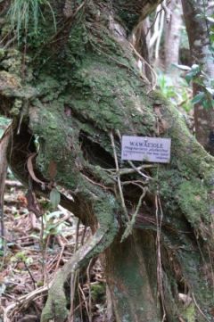 Tree with sign