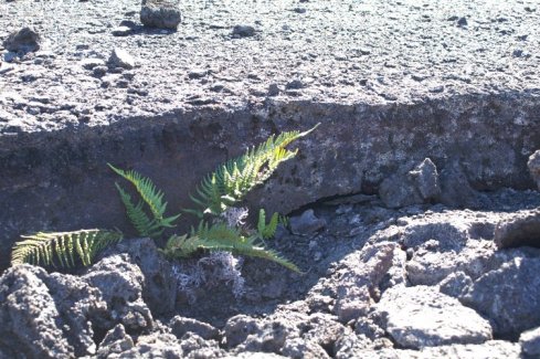 Fern at Kilauea Iki