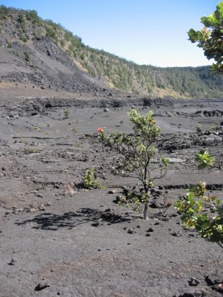 Ohia at Kilauea Iki