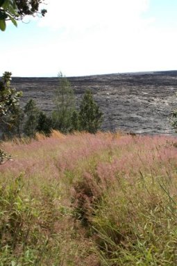 Lava fields