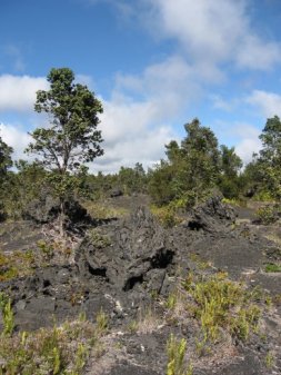 Lava tree