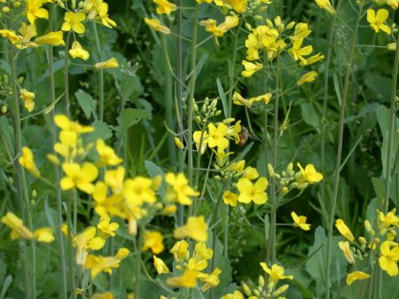 flowers in the Park