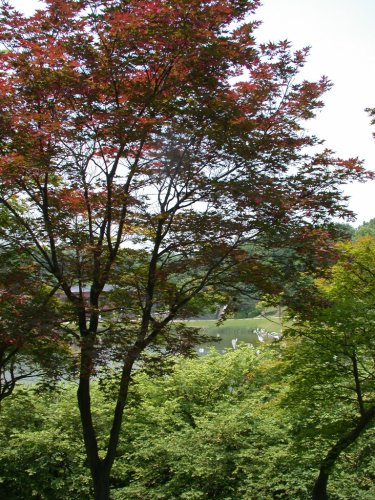 trees in the Park