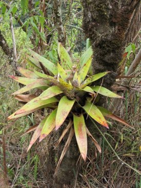 Epiphyte