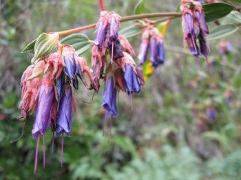 Purple flowers