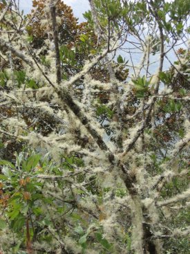 Fuzzy tree