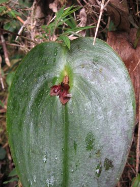 Brown orchid