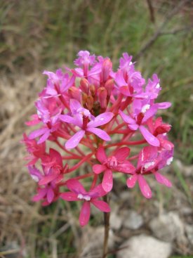 Pink flower