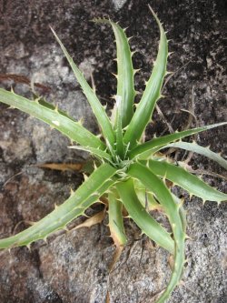 Spiky plant