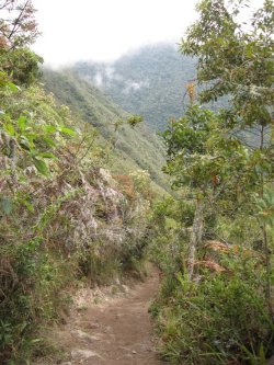 Trail
