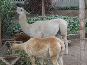 Llamas at Pucllana