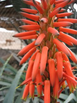 Flower at Pucllana