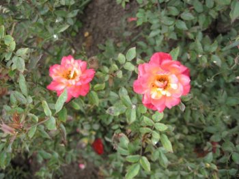Roses in the park
