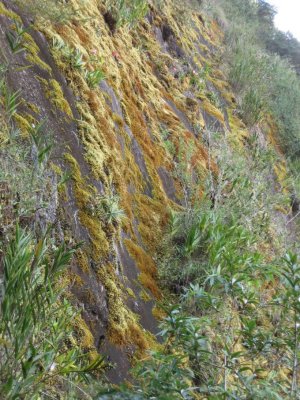 Cliff with moss