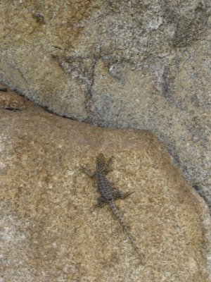 Lizard